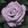 Rose Neptune