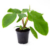 Philodendron - Assorted