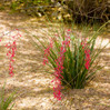 Dwarf Red Yucca 'Stoplights', a desert plant with slender green leaves and bright red flower stalks cascading downward in a sandy landscape.