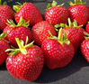 Flat of Strawberry Plants (20 count) made by here at Twin Oaks Nursery & Supply