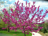 Eastern Redbud made by here at Twin Oaks Nursery & Supply