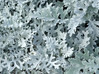 Dusty Miller Full Flat -18 ct