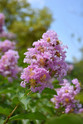 Crape Myrtle 'Basham's Party Pink' made by here at Twin Oaks Nursery & Supply