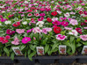 Dianthus Full Flat - 18 ct made by here at Twin Oaks Nursery & Supply