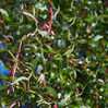 Corkscrew Willow made by here at Twin Oaks Nursery & Supply