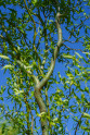 Corkscrew Willow