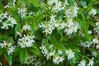 Star Jasmine - Espalier made by here at Twin Oaks Nursery & Supply