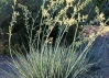 Yellow Yucca 'Little Miss Sunshine' made by here at Twin Oaks Nursery & Supply