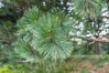 Austrian Pine made by here at Twin Oaks Nursery & Supply
