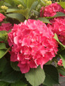 Fuchsia Glow Hydrangea made by here at Twin Oaks Nursery & Supply