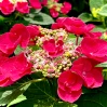 Cherry Explosion Hydrangea made by here at Twin Oaks Nursery & Supply