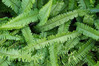 Kimberly Queen Fern made by here at Twin Oaks Nursery & Supply