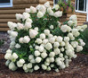 Little Lime Hydrangea Tree made by here at Twin Oaks Nursery & Supply