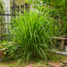Lemongrass made by here at Twin Oaks Nursery & Supply