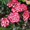 Kimono Hydrangea made by here at Twin Oaks Nursery & Supply