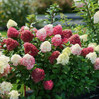 Hot Sauce Hydrangea made by here at Twin Oaks Nursery & Supply