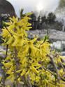 Northern Gold Forsythia