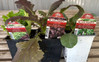 Vegetable - 4 Inch - Assorted made by here at Twin Oaks Nursery & Supply