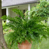 Macho Fern made by here at Twin Oaks Nursery & Supply
