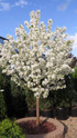 Spring Snow Crabapple made by here at Twin Oaks Nursery & Supply