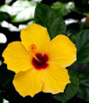 Lilikoi Yellow Tropical Hibiscus