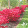 Dwarf Burning Bush made by here at Twin Oaks Nursery & Supply