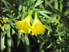 Yellow Oleander