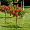 Rose - Knock Out - Patio Tree