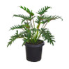 Philodendron Xanadu - 3 Gallon