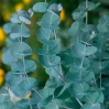 Eucalyptus - Assorted Varieties made by here at Twin Oaks Nursery & Supply