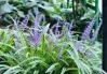 Variegated Liriope Full Flat 18ct