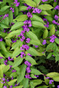 Purple Pride Beautyberry