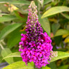 Birthday Cake Butterfly Bush made by here at Twin Oaks Nursery & Supply