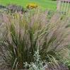 Caspian Grass - 2 Gallon
