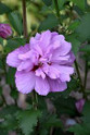 Double Purple Althea (Rose of Sharon) made by here at Twin Oaks Nursery & Supply