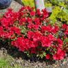 Encore Azalea Autumn Fire made by here at Twin Oaks Nursery & Supply