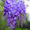 Purple Wisteria - Staked made by here at Twin Oaks Nursery & Supply