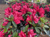 Red Ruffle Azalea