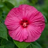 Honeymoon Hardy Hibiscus - Assorted