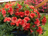 Encore Azalea Autumn Embers made by here at Twin Oaks Nursery & Supply
