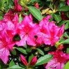 Encore Azalea Autumn Sangria made by here at Twin Oaks Nursery & Supply