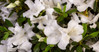 Encore Azalea Autumn Ivory
