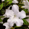Encore Azalea Autumn Ivory