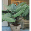 Sumo Elephant Ear - 3 Gallon made by here at Twin Oaks Nursery & Supply