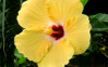 Sunset Yellow Tropical Hibiscus