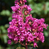 Miss Sandra Crape Myrtle made by here at Twin Oaks Nursery & Supply