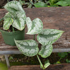 Pothos Silver Satin