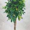 Schefflera Braid
