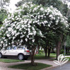 Crape Myrtle 'Acoma'