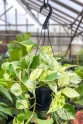 Pothos Marble Queen